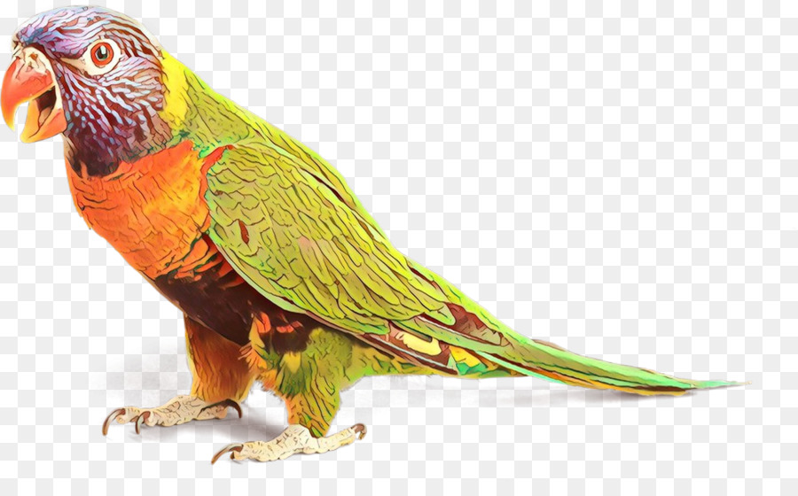 Guacamayo，Loriini PNG