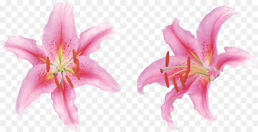 Lily，Flor PNG