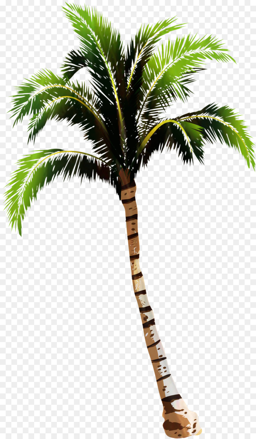 Palmera，Tropical PNG