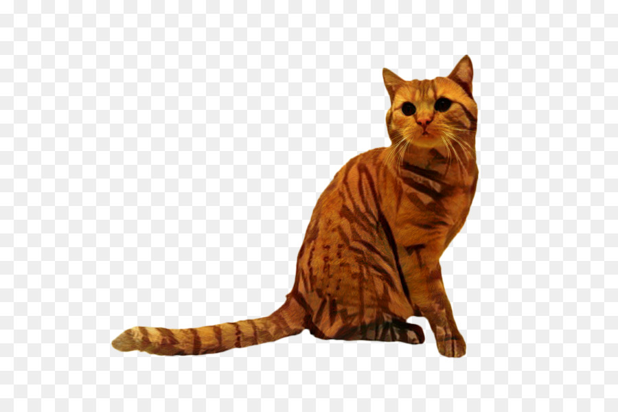 Gato Atigrado，Shorthair Americano PNG