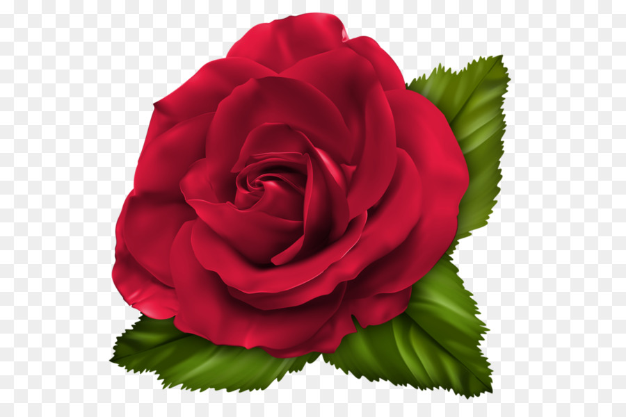 Rosa Morada，Florecer PNG