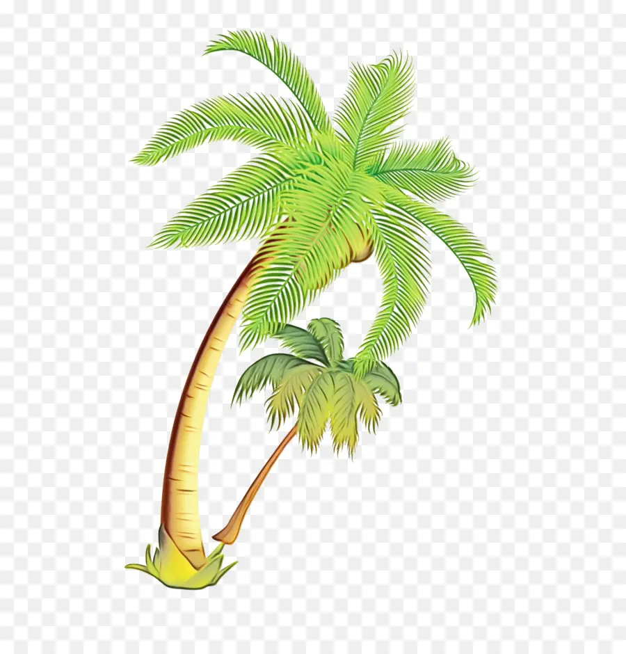 Palmera，Playa PNG