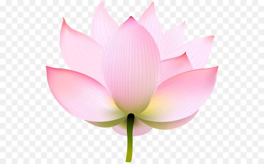 Ninfea Nelumbo，Fondo De Escritorio PNG