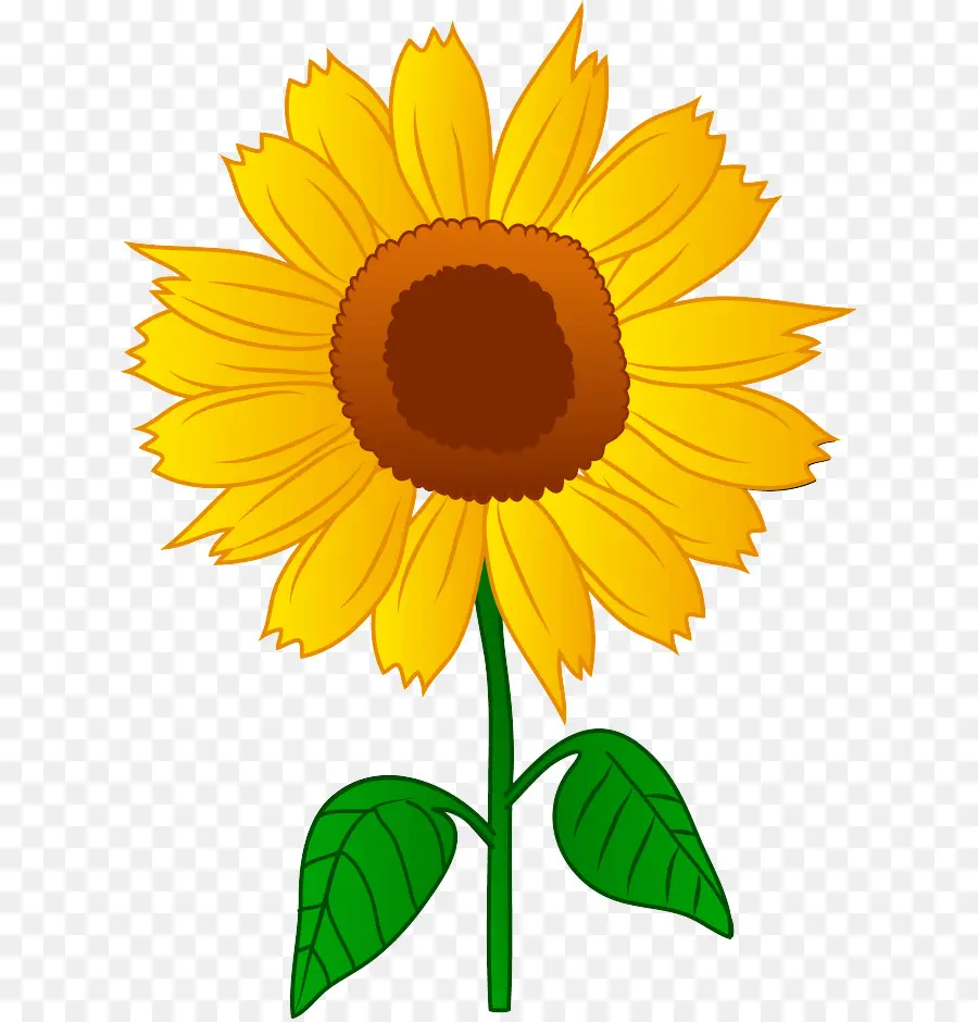 Arte De Línea，Girasol PNG