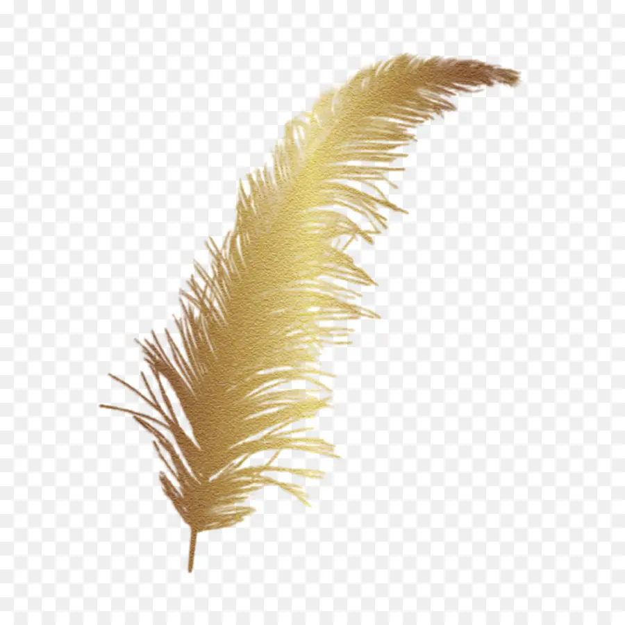 Pluma，Boa De Plumas PNG