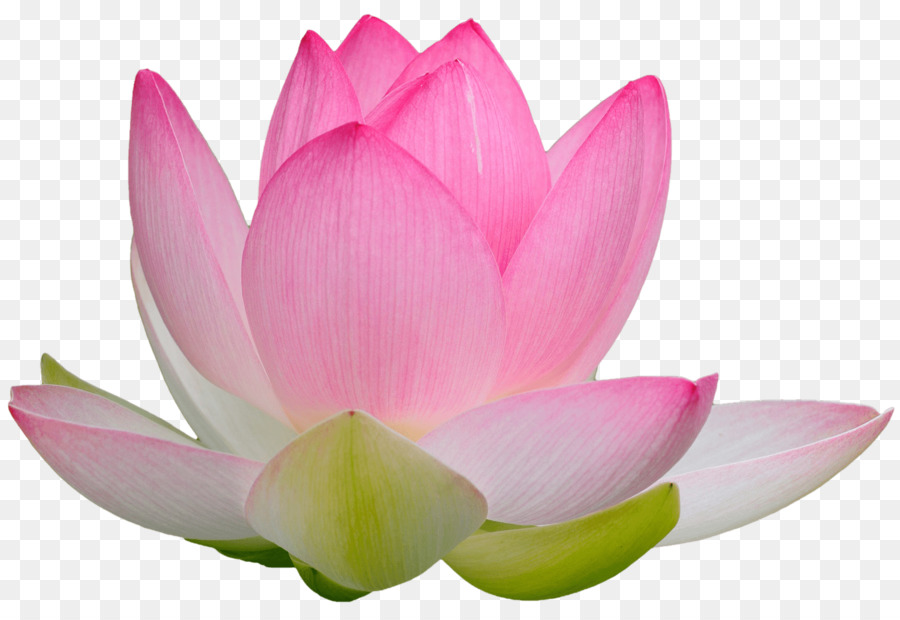 Ninfea Nelumbo，Los Practicantes De Falun Gong PNG