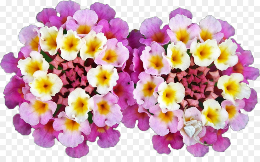 Lantana De Las Indias Occidentales，La Floración De La Planta PNG