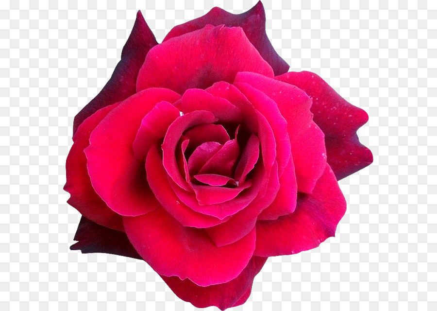 Col Rosa，Las Rosas De Jardín PNG