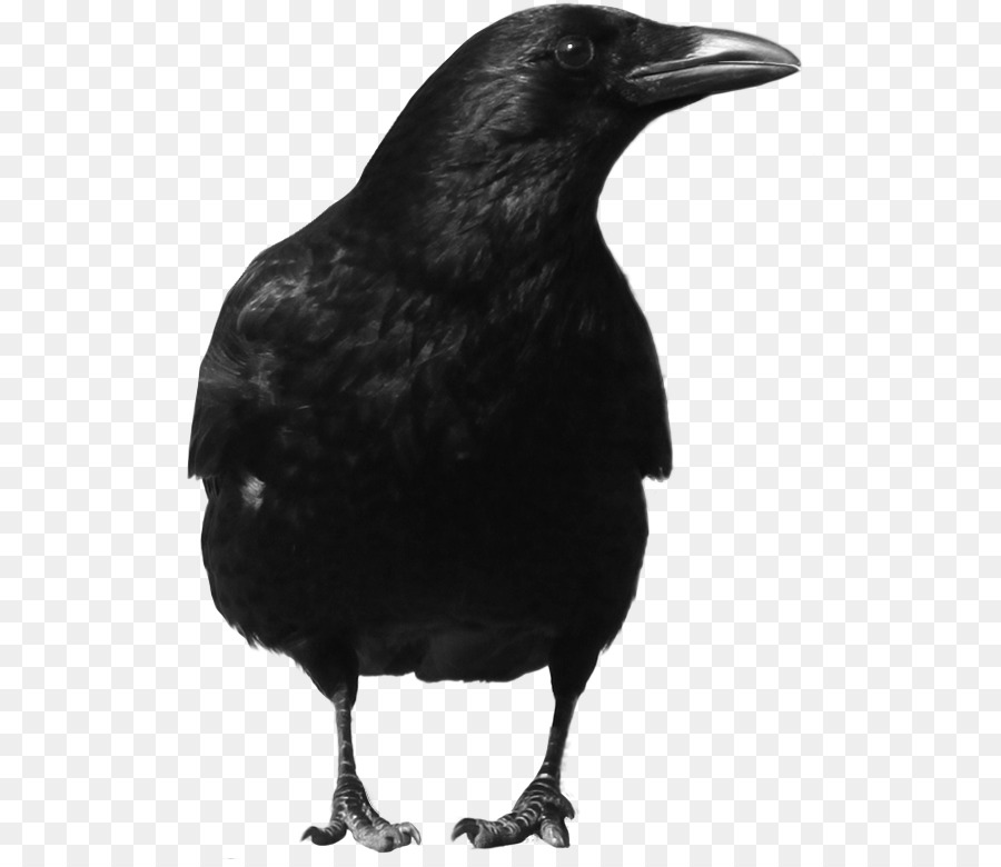 Cuervo Negro，Plumas PNG