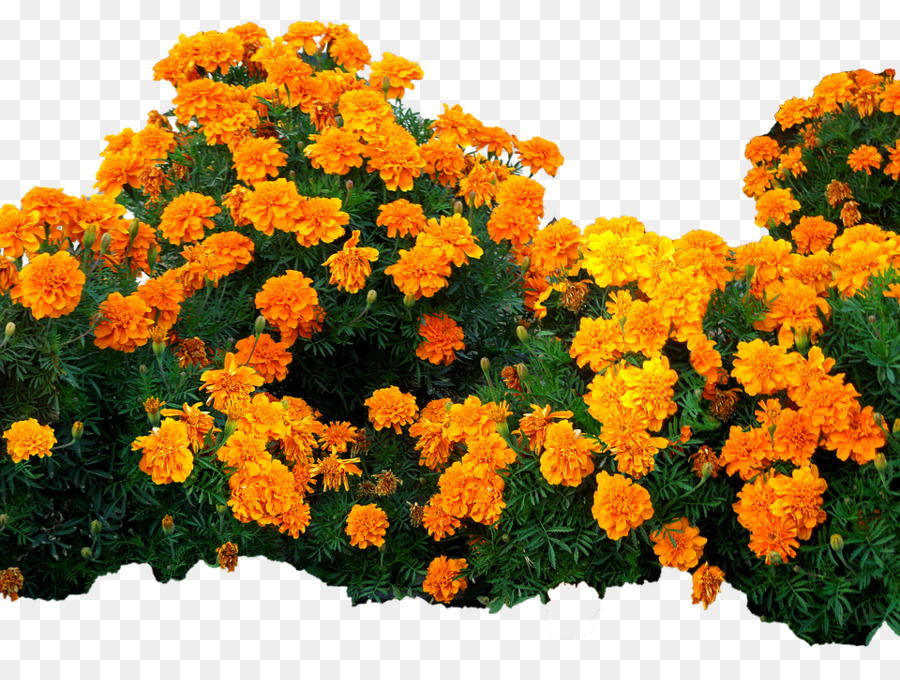 Flores De Caléndula，Naranja PNG