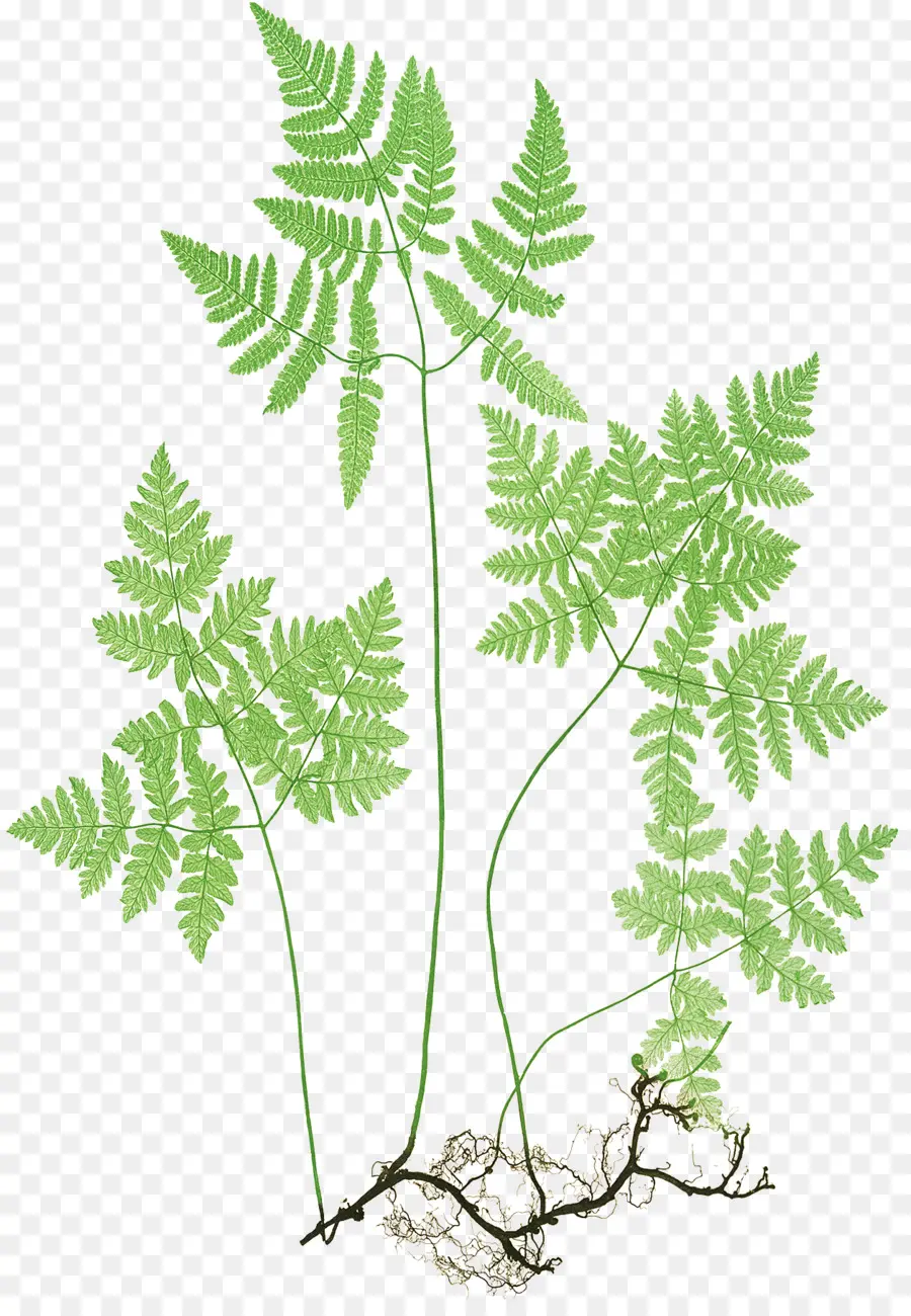 El Norte De Roble Fern，Helecho PNG