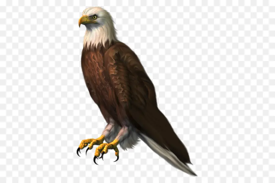 águila Calva，águila PNG