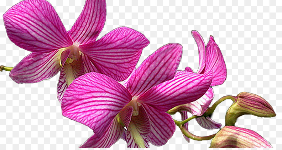 Flores Moradas，Púrpura PNG