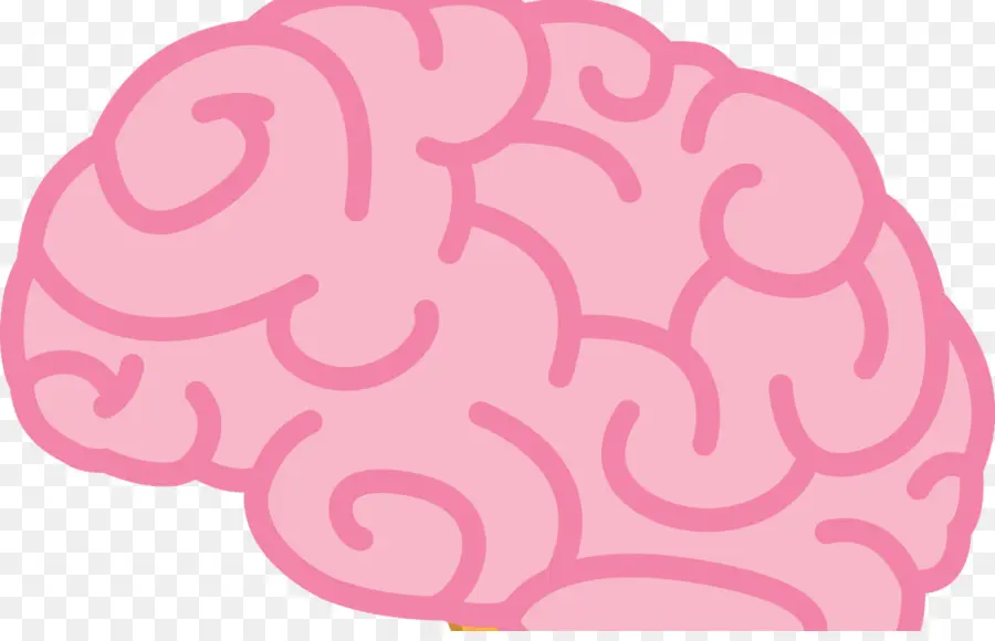 Cerebro，Rosa PNG