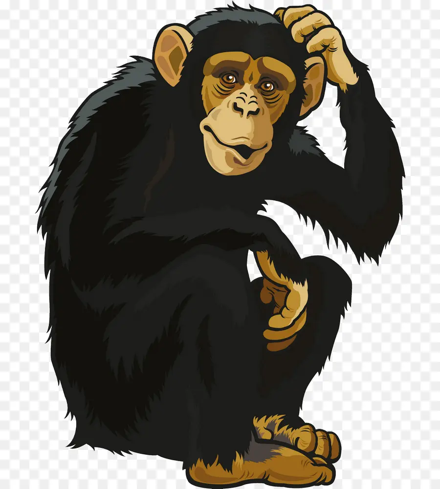 Chimpancé，Mono PNG