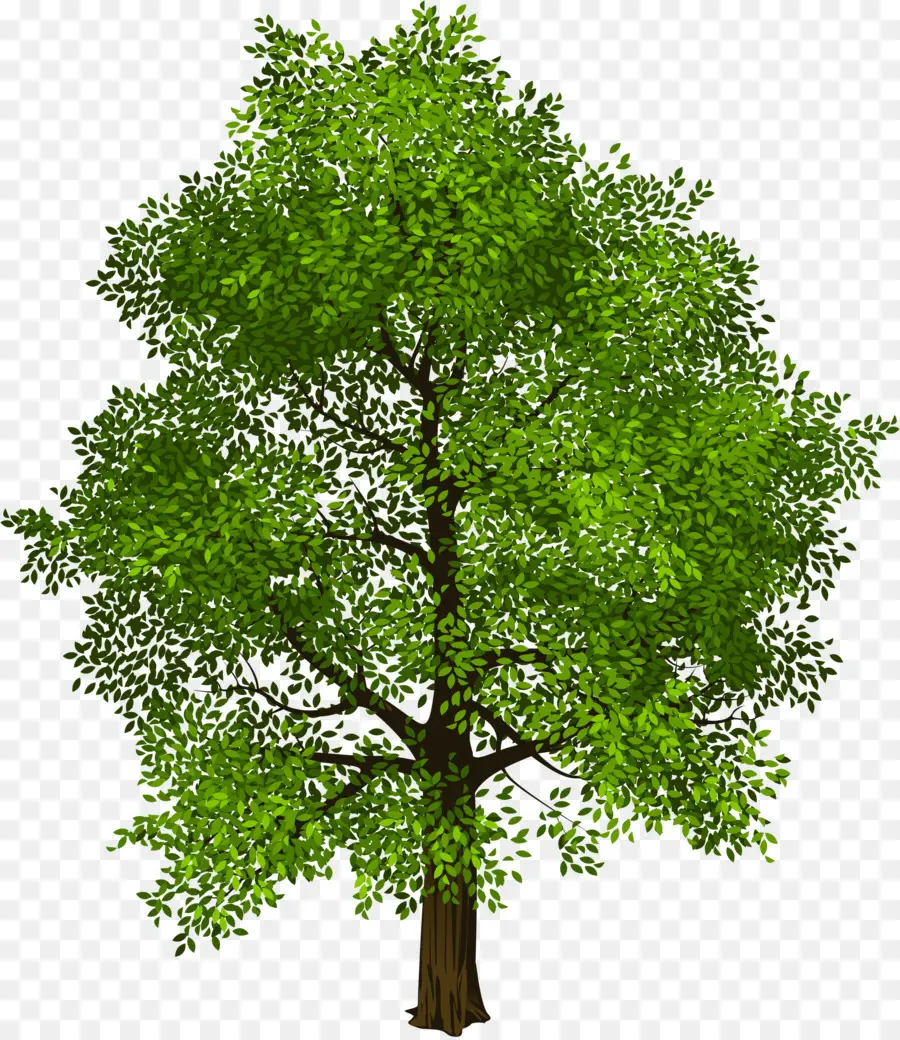 Árbol，Hojas PNG