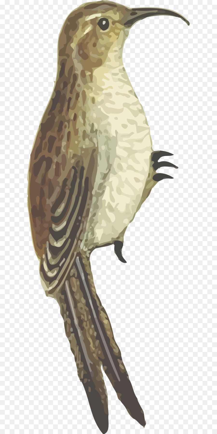 Aves，Pico PNG