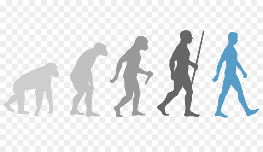 Evolución，La Evolución Humana PNG