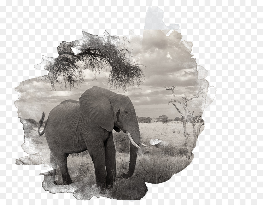 El Elefante Africano，Elefante Indio PNG