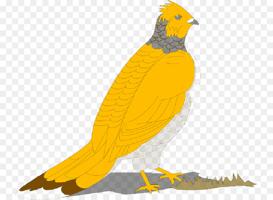 Aves，Occidental Urogallo PNG