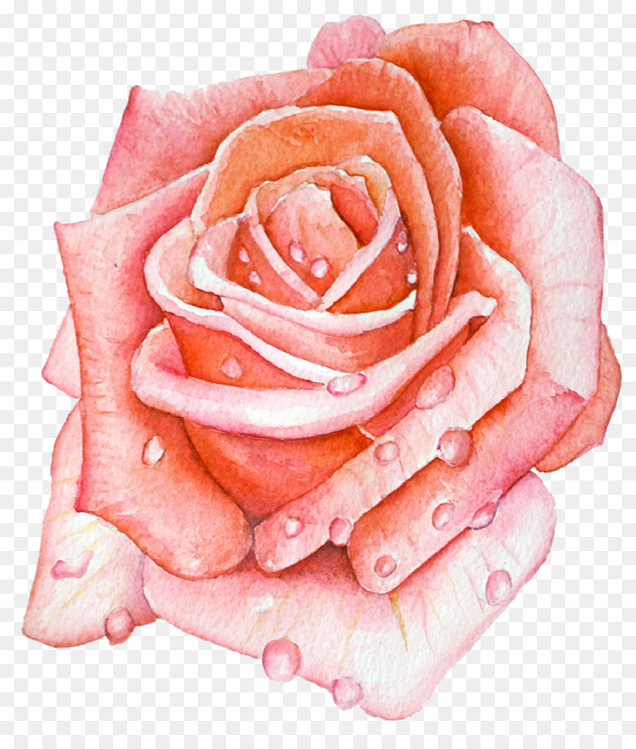 Las Rosas De Jardín，Col Rosa PNG