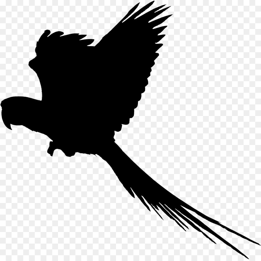 Pájaro Negro，Vuelo PNG