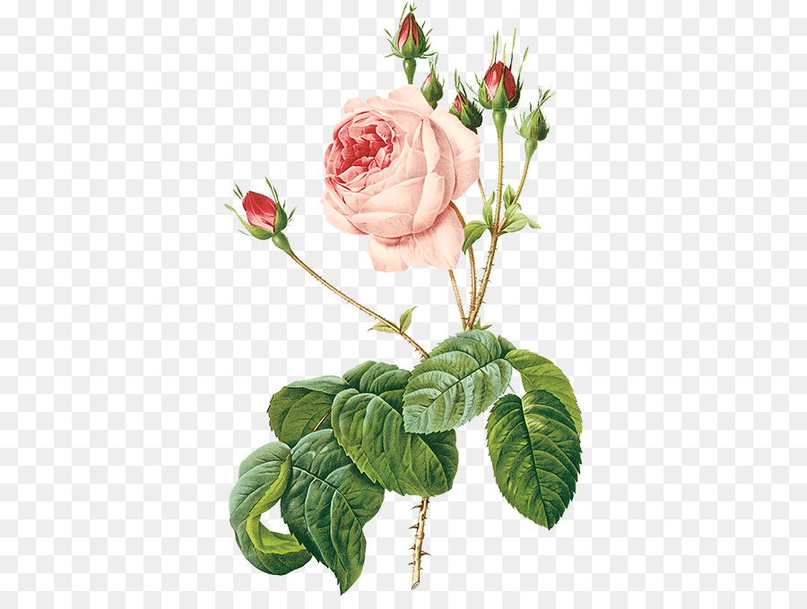 Rosa De Damasco，Flores PNG