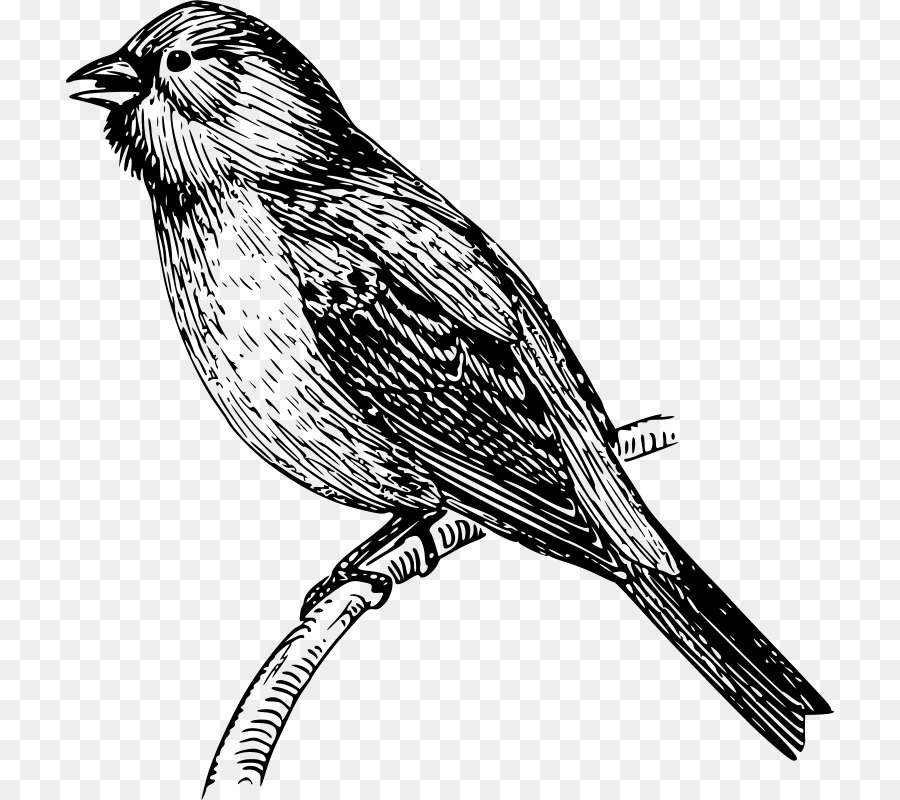 Mockingbird，Dibujo PNG