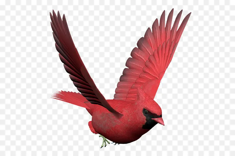 Pájaro Rojo，Cardenal PNG