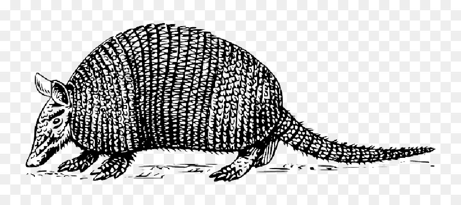 Armadillo，La Pereza PNG