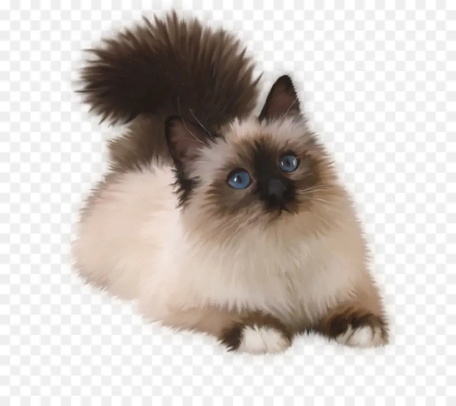 Gatito，Gato Siamés PNG