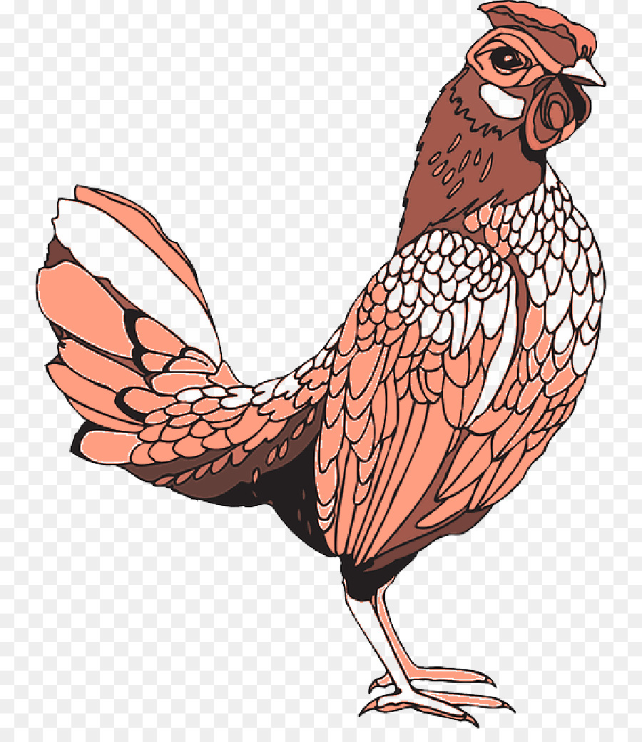 Gallo，Pollo PNG