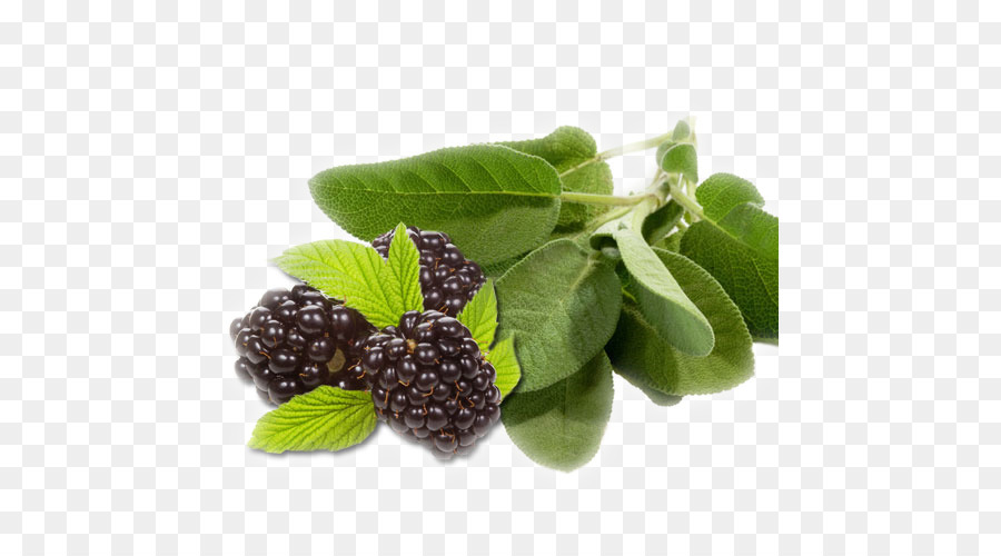 Moras，Hojas PNG