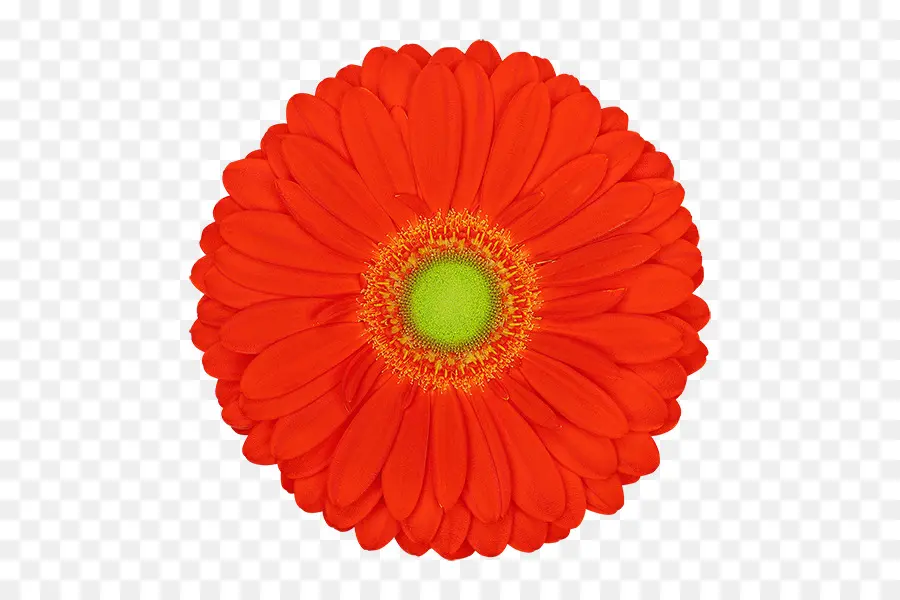 Una Fotografía De Stock，Transvaal Daisy PNG