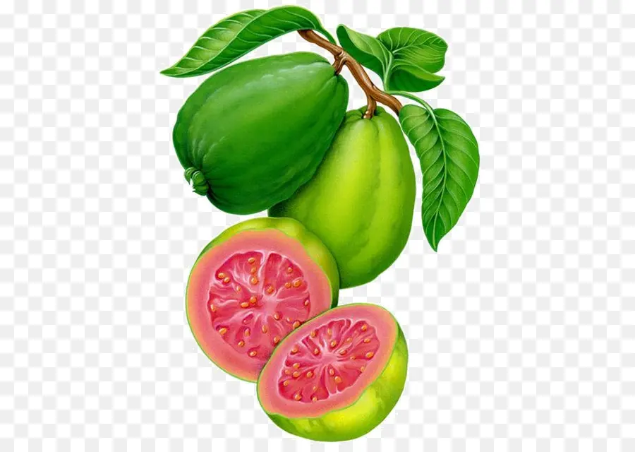 La Guayaba，Pintura PNG