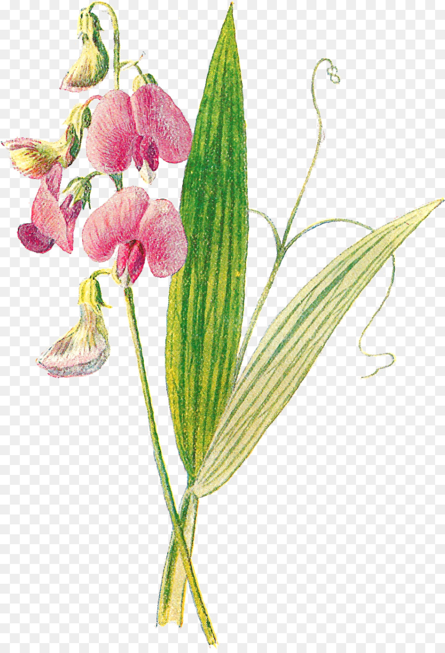 Lathyrus Sylvestris，Una Fotografía De Stock PNG