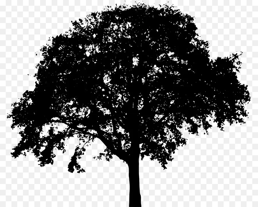 Silueta De Arbol，Negro PNG