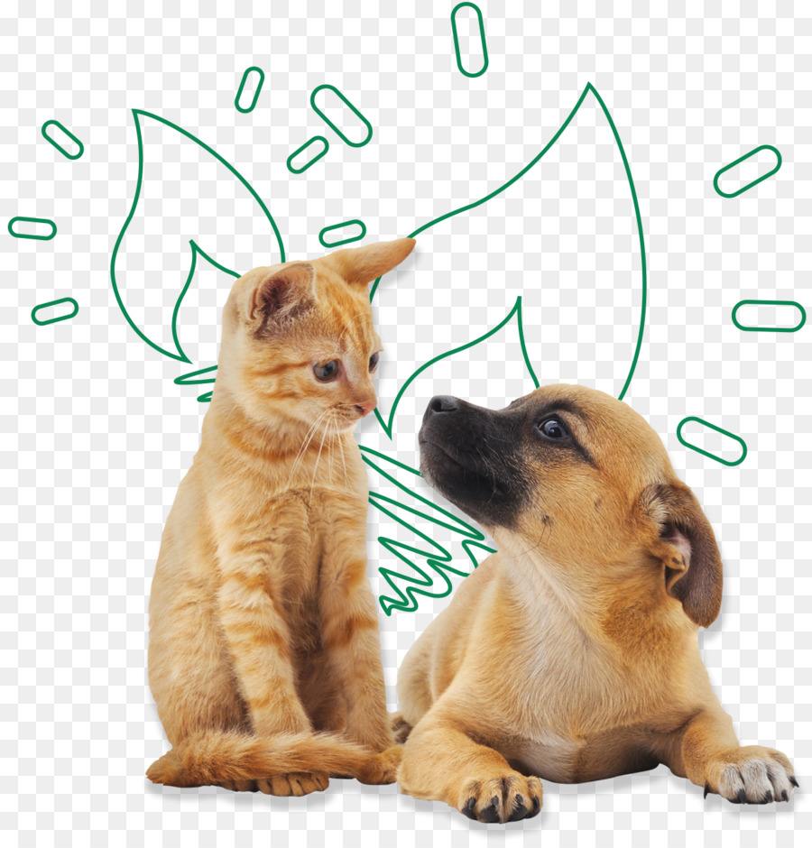 Perro，Gato PNG