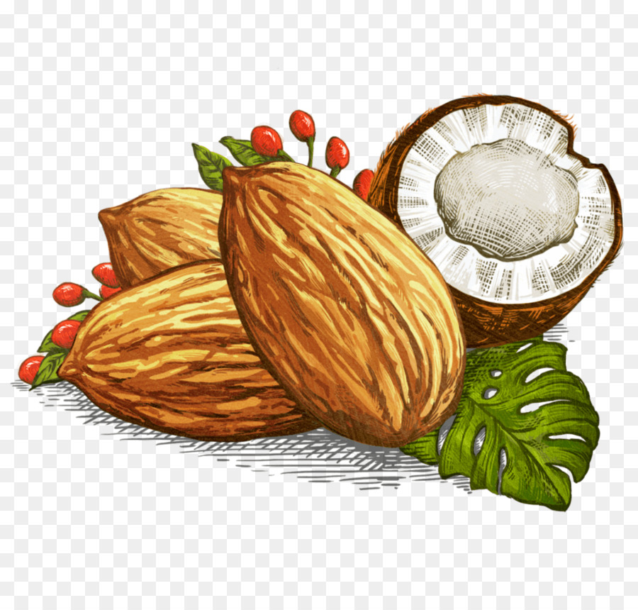 Macadamia，La Nuez De Macadamia PNG