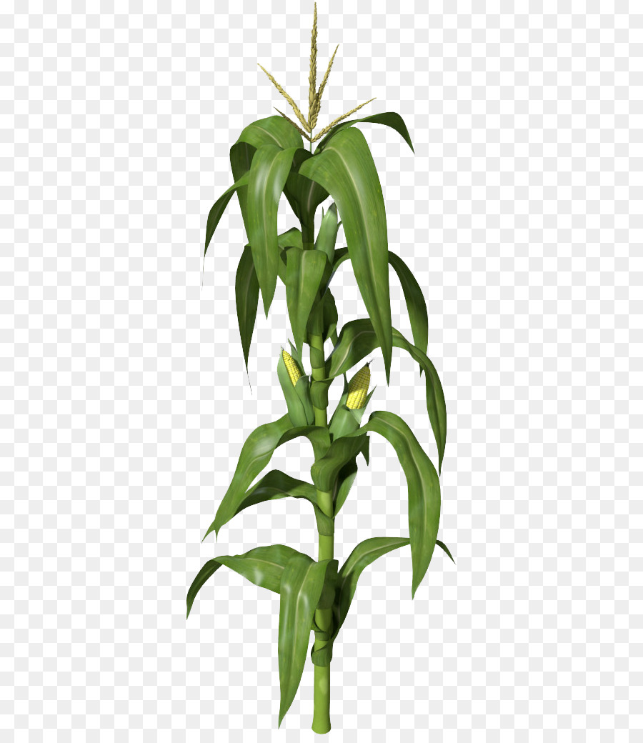 Planta De Maiz，Hojas PNG