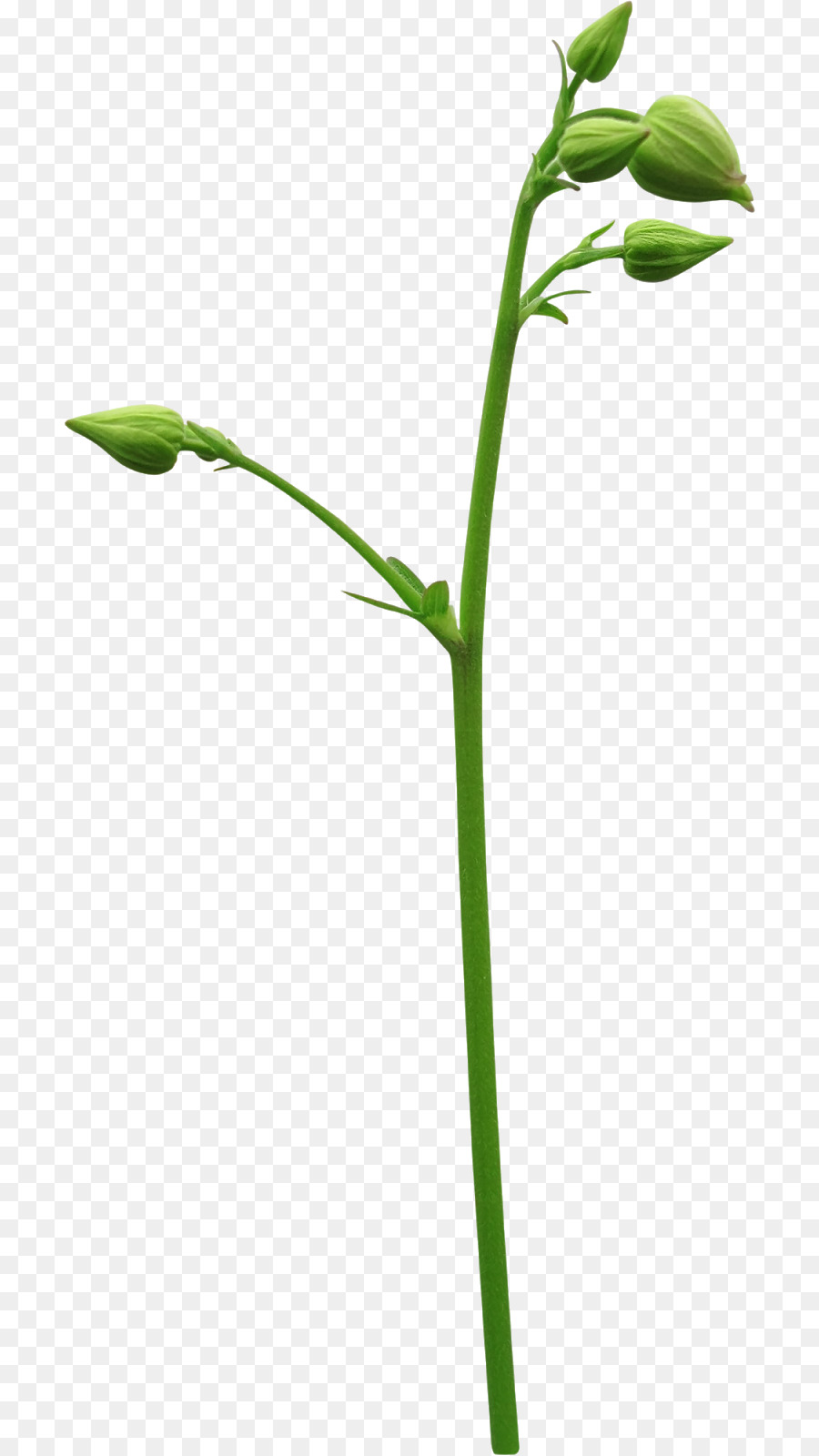 Flor，Verde PNG