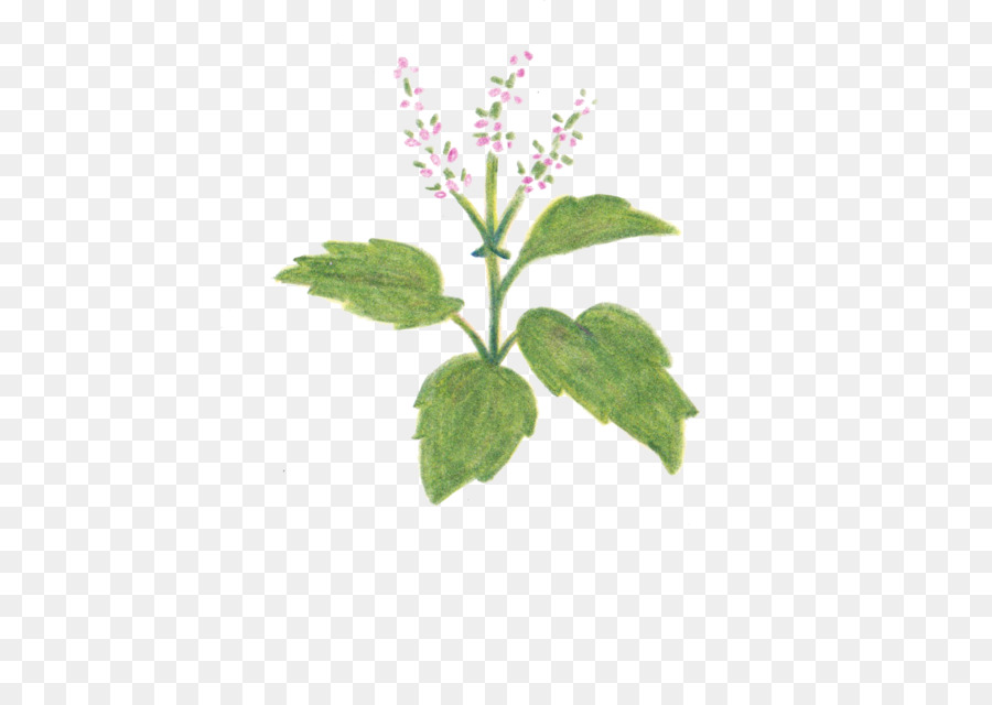 Planta De Albahaca，Hierba PNG