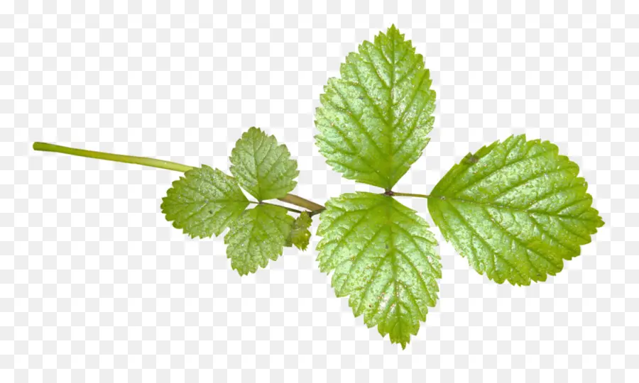 Menta，La Menta Verde PNG