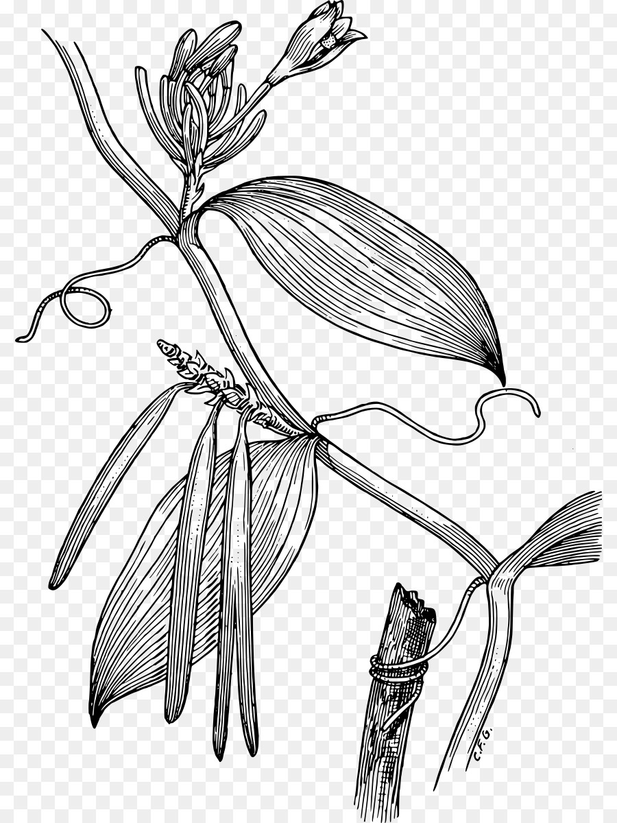 Vainilla，Flatleaved De Vainilla PNG