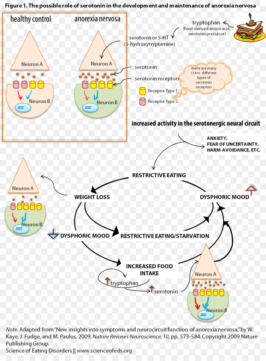 La Anorexia Nerviosa，La Serotonina PNG