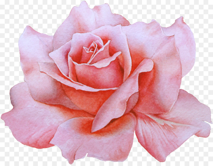 Rosa，Floración PNG