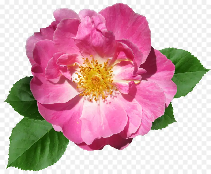 Flor Rosa，Naturaleza PNG