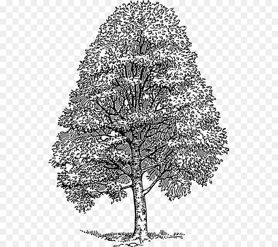 Árbol，Roble PNG