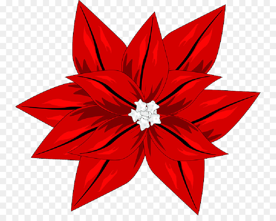 Flor De Nochebuena，Flor De Pascua PNG