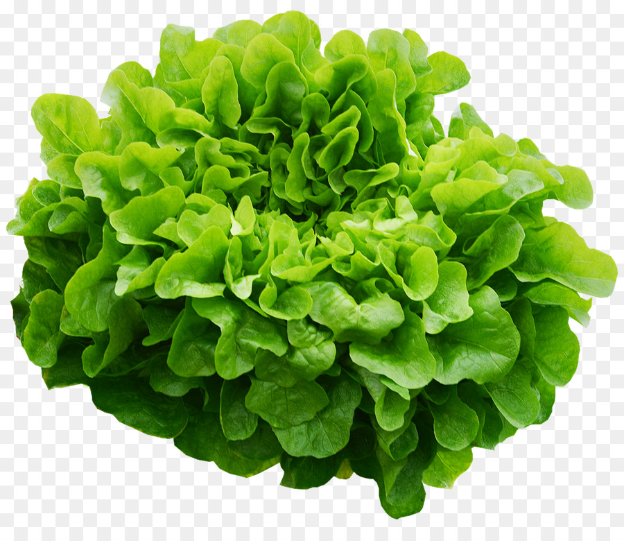 Lechuga Roja，Frondoso PNG